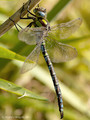 Blaugrüne Mosaikjungfer (Aeshna cyanea), Männchen - DE (HH)