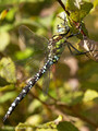 Blaugrüne Mosaikjungfer (Aeshna cyanea), Männchen - DE (HH)