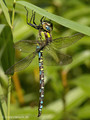 Blaugrüne Mosaikjungfer (Aeshna cyanea), Männchen - DE (HH)