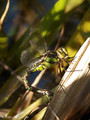 Blaugrüne Mosaikjungfer (Aeshna cyanea), Weibchen bei der Eiablage - DE (HH)