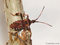 Amerikanische Kiefern- oder Zapfenwanze (Leptoglossus occidentalis) - DE (HH)