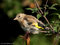 Stieglitz (Carduelis carduelis), Jungtier - DE (HH)