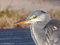 Graureiher (Ardea cinerea) - DE (HH)