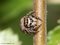 Springspinne (Sitticus spec.) - DE (SH)