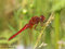 Feuerlibelle (Crocothemis erythraea), Männchen - DE (NI)