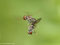 Fliegen (Diptera) unbestimmt, Größe ca. 6mm, bei der Paarung im Flug - DE (NI)