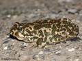 Wechselkröte (Bufo viridis) - DE (SH)