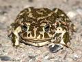 Wechselkröte (Bufo viridis) - DE (SH)
