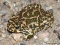 Wechselkröte (Bufo viridis) - DE (SH)