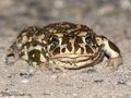 Wechselkröte (Bufo viridis) - DE (SH)