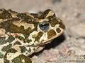 Wechselkröte (Bufo viridis) - DE (SH)