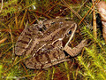 Moorfrosch (Rana arvalis) - DE (HH)