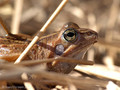 Moorfrosch (Rana arvalis) - DE (HH)