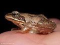 Moorfrosch (Rana arvalis) - DE (MV)