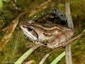 Moorfrosch (Rana arvalis) - DE (MV)