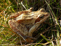Moorfrosch (Rana arvalis) - DE (MV)