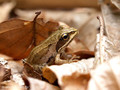 Moorfrosch (Rana arvalis), Jungtier - DE (SH)