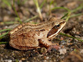 Moorfrosch (Rana arvalis) - DE (MV)