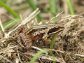 Moorfrosch (Rana arvalis), Jungtier - DE (SH)