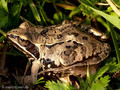 Moorfrosch (Rana arvalis) - DE (MV)