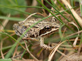 Moorfrosch (Rana arvalis) - DE (MV)