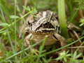 Moorfrosch (Rana arvalis) - DE (MV)