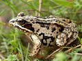 Moorfrosch (Rana arvalis) - DE (MV)
