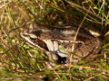 Moorfrosch (Rana arvalis) - DE (MV)