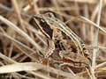 Moorfrosch (Rana arvalis), Jungtier - DE (SH)