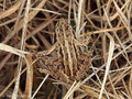 Moorfrosch (Rana arvalis), Jungtier - DE (SH)
