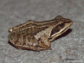 Moorfrosch (Rana arvalis) - DE (NI)
