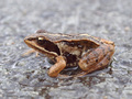 Moorfrosch (Rana arvalis) - DE (NI)