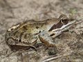 Moorfrosch (Rana arvalis) - DE (NI)