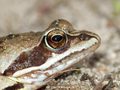 Moorfrosch (Rana arvalis) - DE (NI)