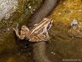 Moorfrosch (Rana arvalis), auf Sitzwarte Ringelnatter (Natrix natrix) - DE (SH)