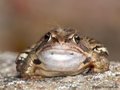 Moorfrosch (Rana arvalis) - DE (SH)