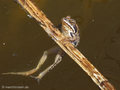 Moorfrosch (Rana arvalis) - DE (SH)