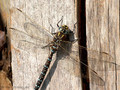Torf-Mosaikjungfer (Aeshna juncea), Männchen - DE (HH)