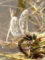 Torf-Mosaikjungfer (Aeshna juncea), Weibchen bei der Eiablage - DE (HH)