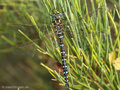 Torf-Mosaikjungfer (Aeshna juncea), Männchen - DE (HH)