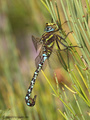 Torf-Mosaikjungfer (Aeshna juncea), Männchen - DE (HH)