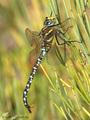 Torf-Mosaikjungfer (Aeshna juncea), Männchen - DE (HH)