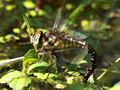 Torf-Mosaikjungfer (Aeshna juncea), Weibchen bei der Eiablage - DE (HH)