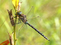 Torf-Mosaikjungfer (Aeshna juncea), Männchen - DE (HH)