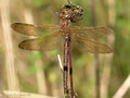 Braune Mosaikjungfer (Aeshna grandis), Männchen - DE (SH)