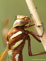Braune Mosaikjungfer (Aeshna grandis), Weibchen - DE (SH)