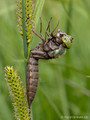 Keilfleck-Mosaikjungfer (Aeshna isosceles), mißglückte Emergenz (Schlupf)  - DE (MV)