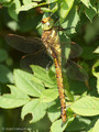 Keilfleck-Mosaikjungfer (Aeshna isosceles), Weibchen - DE (MV)