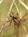 Keilfleck-Mosaikjungfer (Aeshna isosceles), Weibchen - DE (MV)