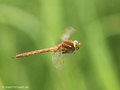 Keilfleck-Mosaikjungfer (Aeshna isosceles), Männchen - DE (NI)